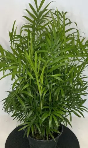 6" Palm Neanthe Bella