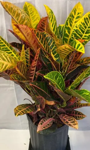8" Croton Petra