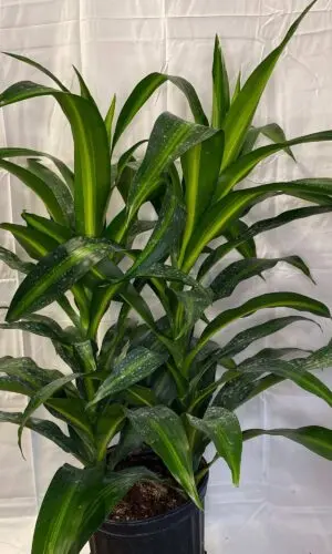 8" Hawaiian Sun Shine