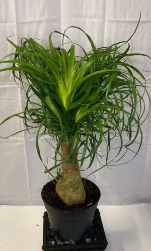 8" Palm Pony Tail