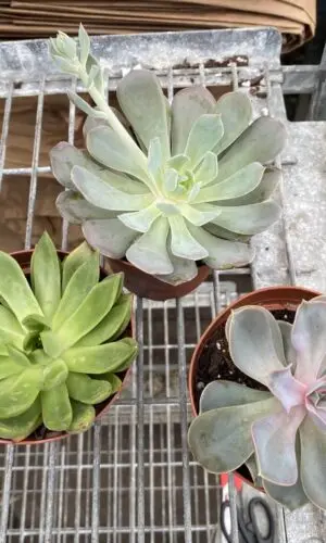 3" Succulent Echeveria
