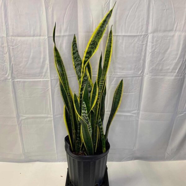 10" Sansevieria Laurentii