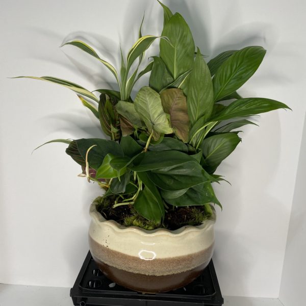 Medium 8" ceramic planter garden