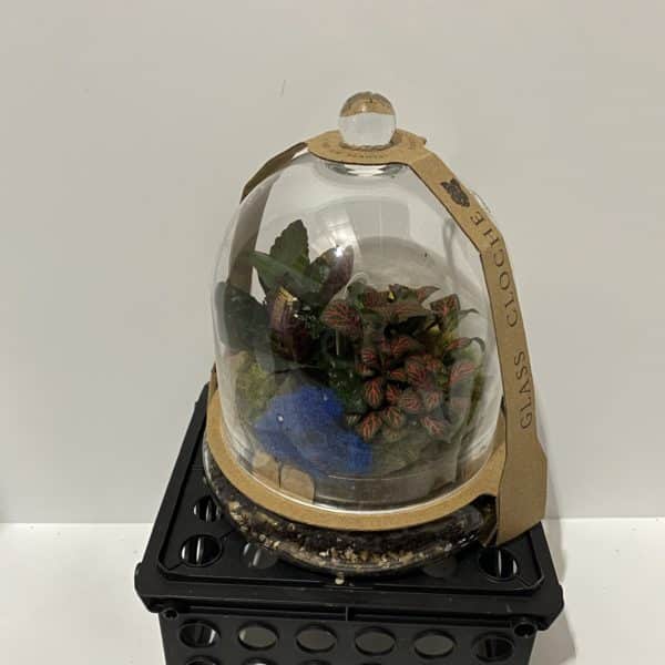 Glass Terrarium (Med)