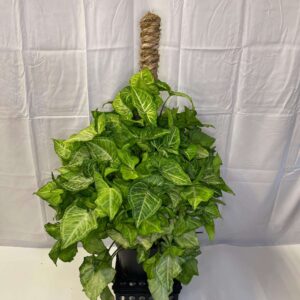 8" Nephthytis Pole