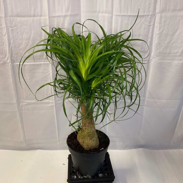 8" Palm Pony Tail