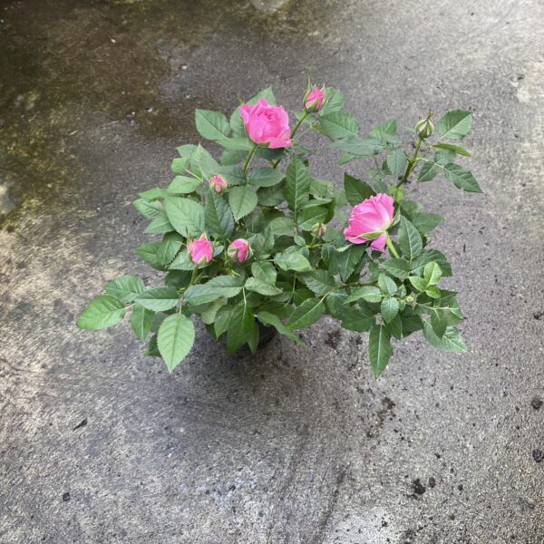 4" Rose Bush - Image 3