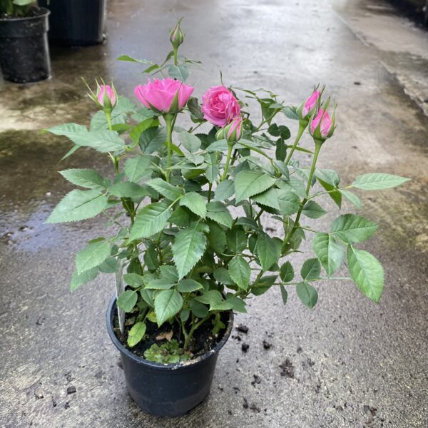4" Rose Bush - Image 2