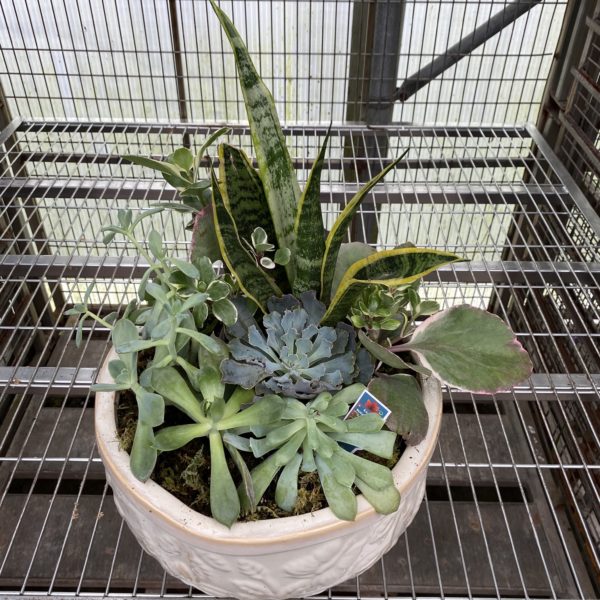 12" Succulent Garden
