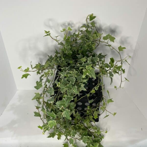 Ivy  6-In Green / Var / Gold - Image 8