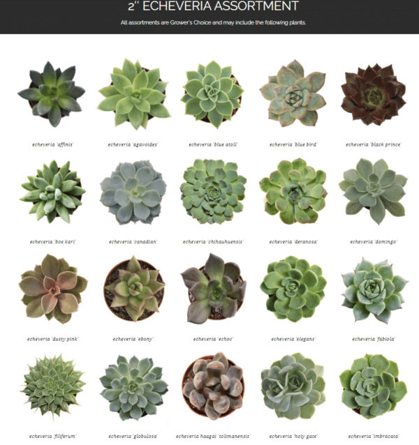 2" Succulent Echeveria - Image 2