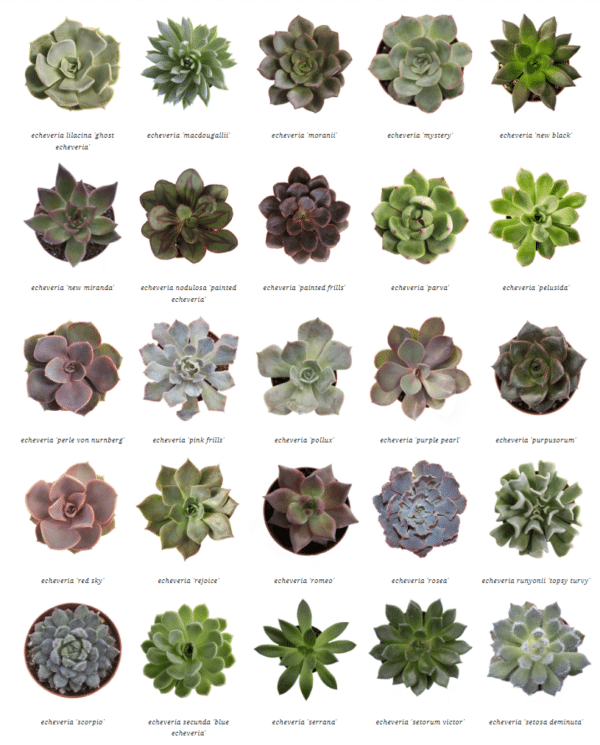 2" Succulent Echeveria - Image 3