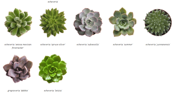 2" Succulent Echeveria - Image 4