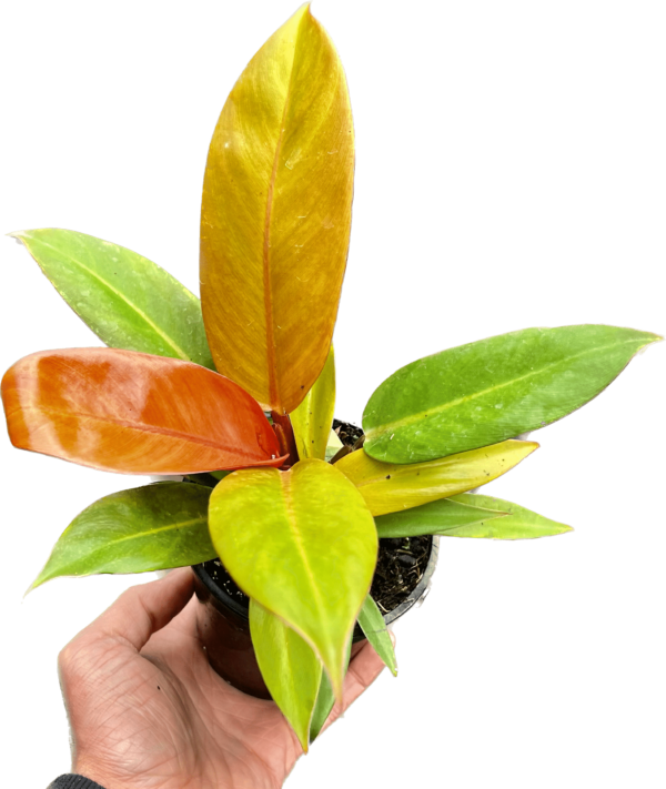 4" Prince of Orange