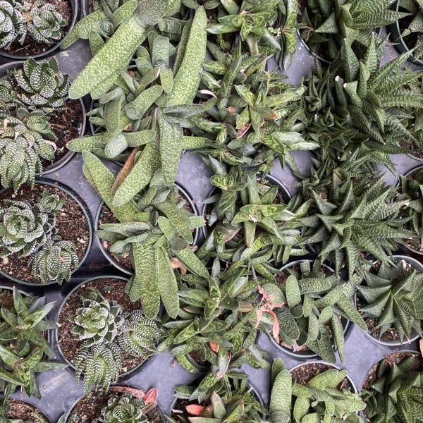 4" Succulent Haworthia