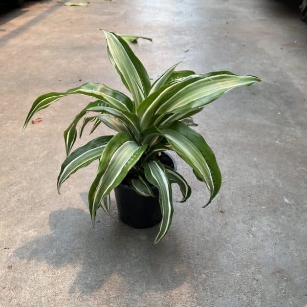 4" Dracaena Dorado - Image 2