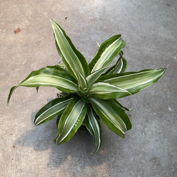 4" Dracaena Dorado