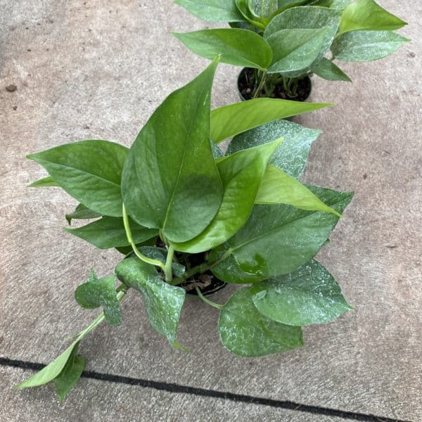 4" Pothos Jade
