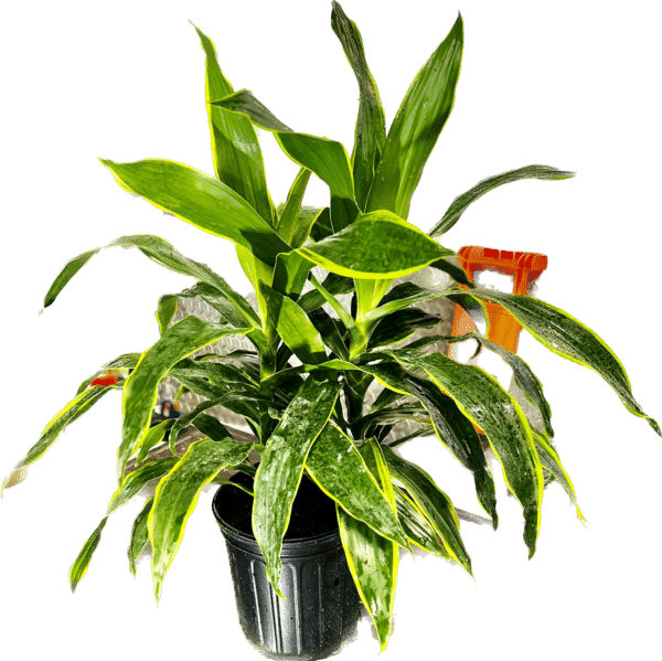 8" Dracaena Art