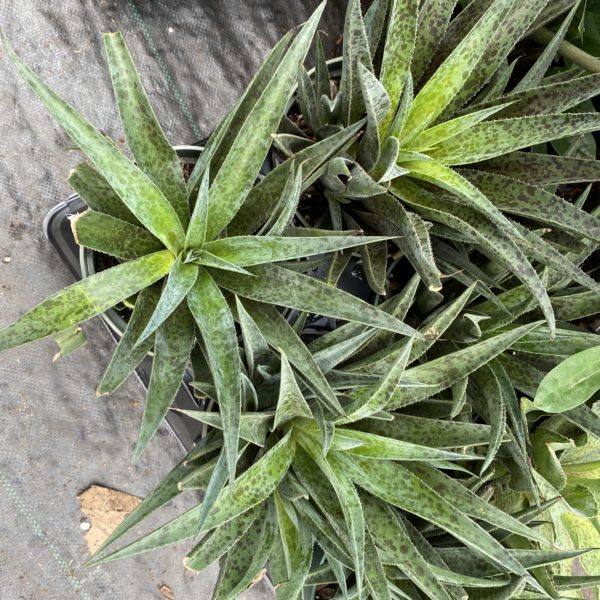 6" Agave - Image 5