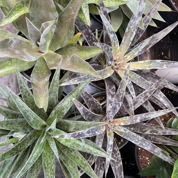 6" Agave - Image 6