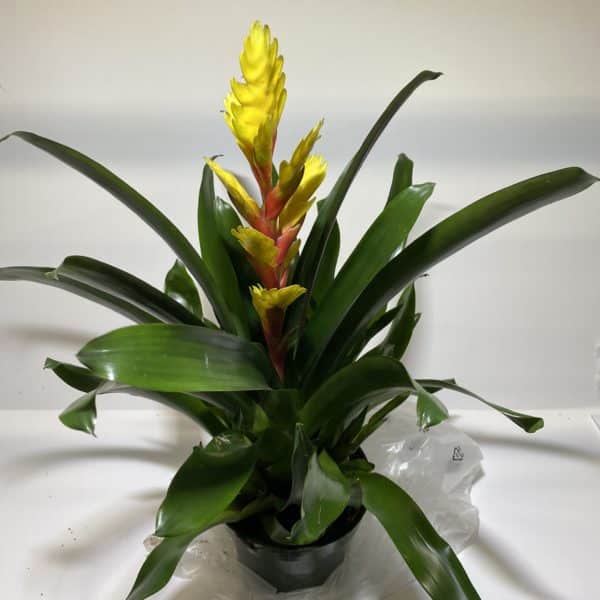 6" Bromeliad Vriesea - Image 2