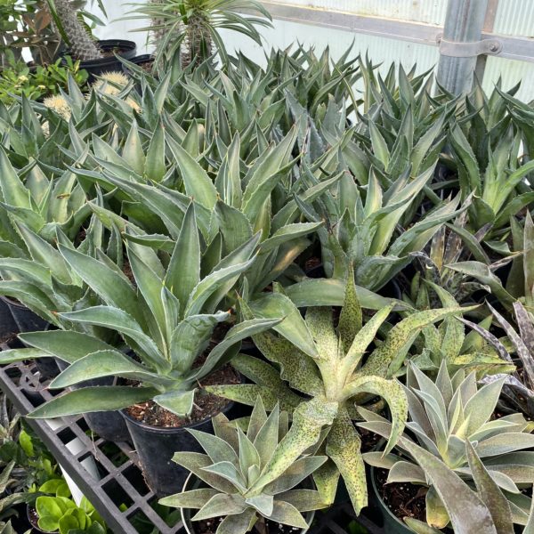 6" Agave - Image 4