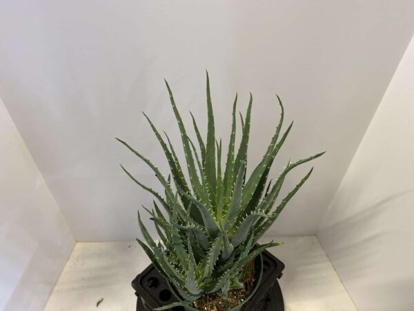6" Aloe Vera - Image 3