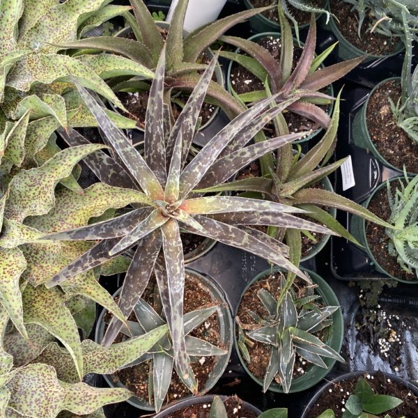 6" Agave - Image 7