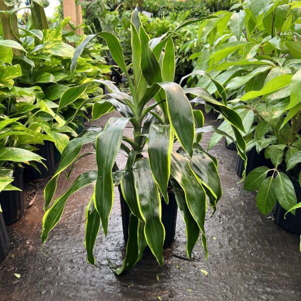 8" Dracaena Art - Image 2