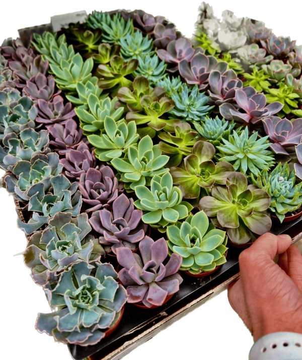 2" Succulent Echeveria