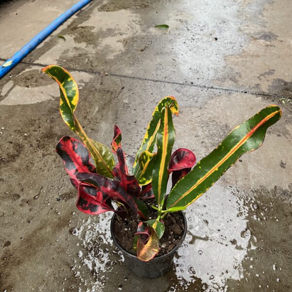4" Croton Mammy