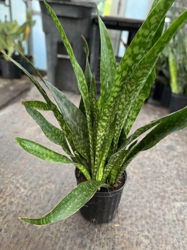 8" Sansevieria Joboa