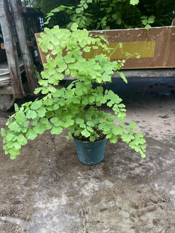 4" Fern Maidenhair