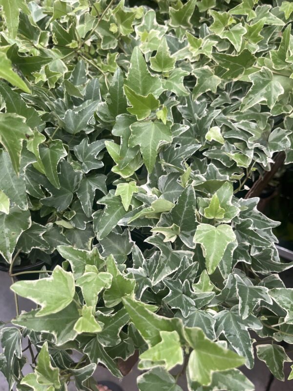 4" Ivy Variegated