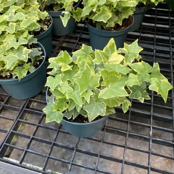 6" Ivy Gold Child