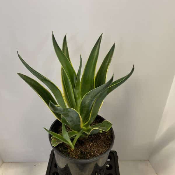 6" Agave - Image 3