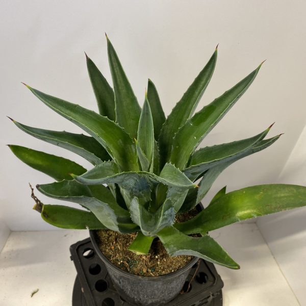 6" Agave