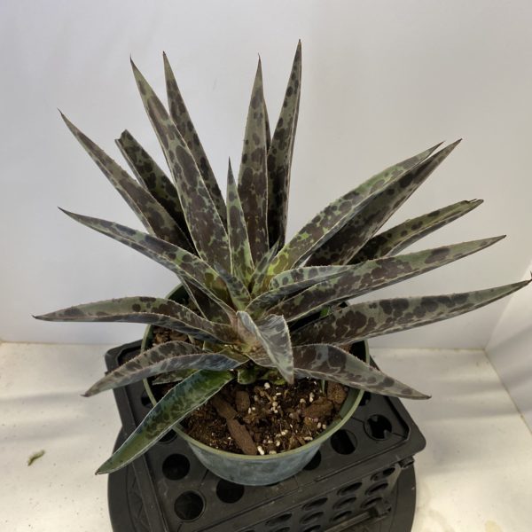6" Agave - Image 2