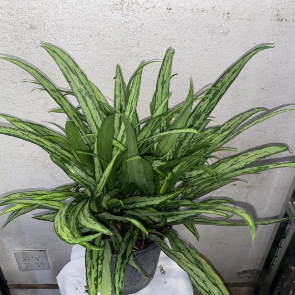 8" Aglaonema Cutless