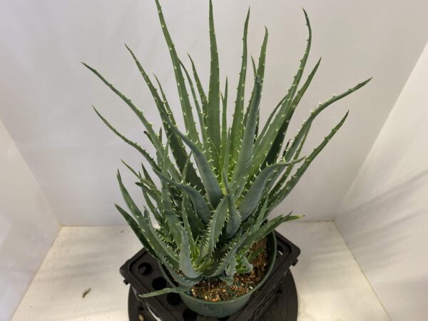 6" Aloe Vera
