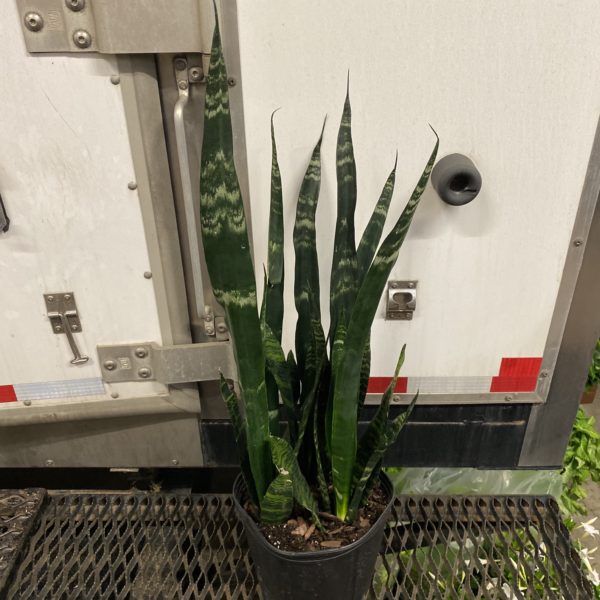 10" Sansevieria Black Coral