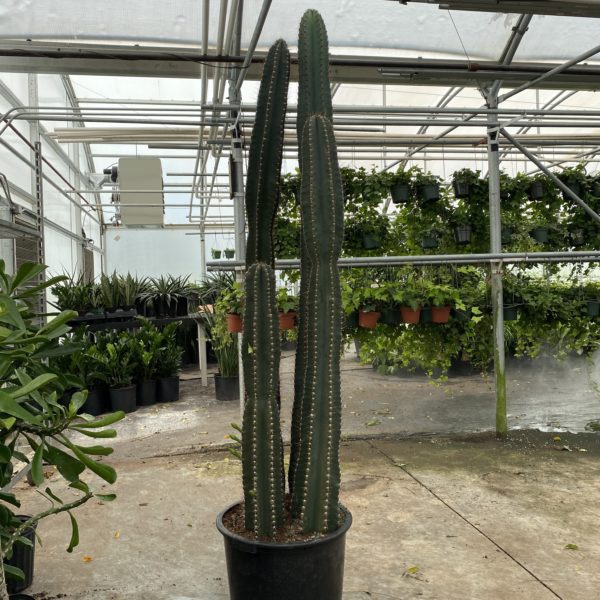 17" Cactus Peru