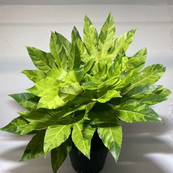 8" Aralia Fatsia Camouflage