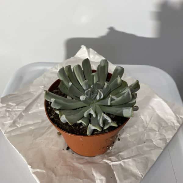 4" Succulent Echeveria Assorted