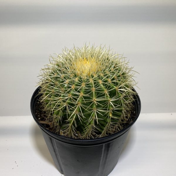 10" Cactus Golden Barrel