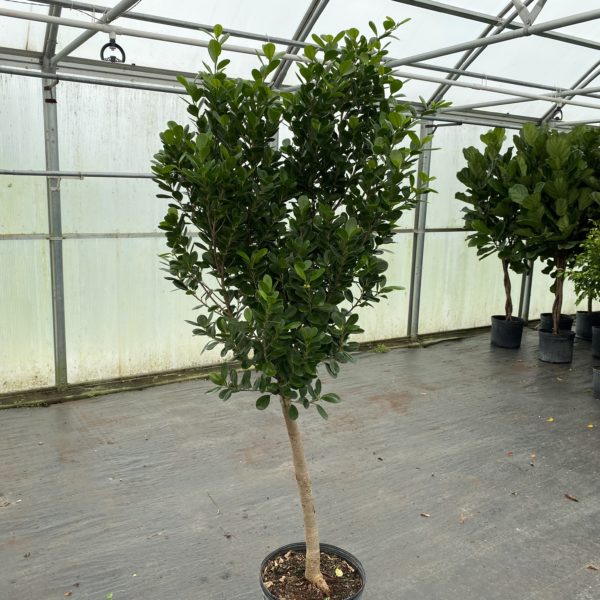14" Ficus Green Island