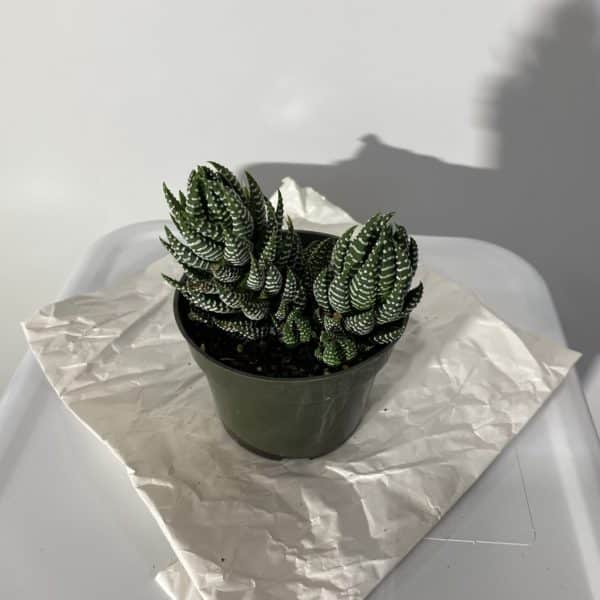 4" Succulent Haworthia - Image 3