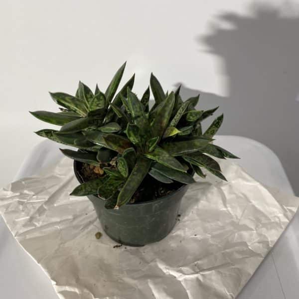4" Succulent Haworthia - Image 2