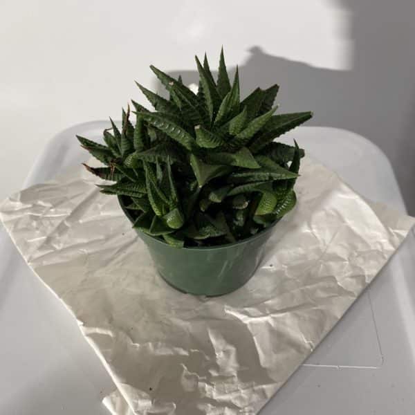 4" Succulent Haworthia - Image 4